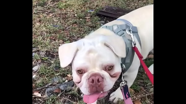 WALKING DOG